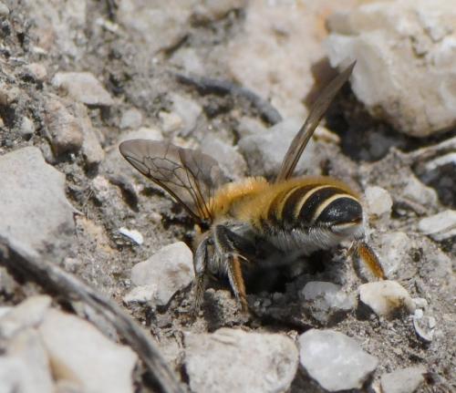 Réf. 258 619 : Hoplitis sp.
